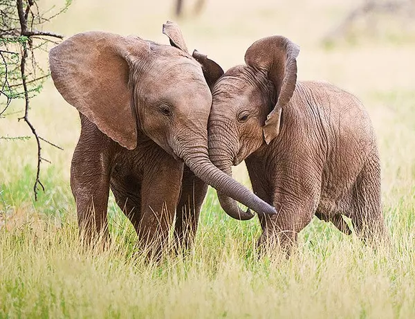 Två unga elefanter som leker med varandra