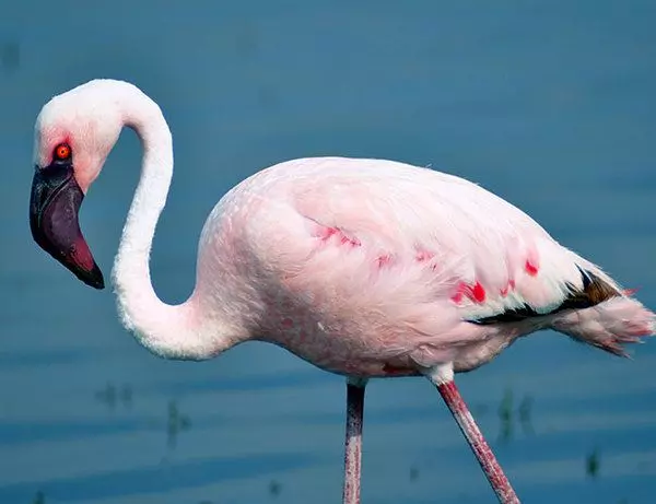 En rosa flamingo i Lake Nakuru