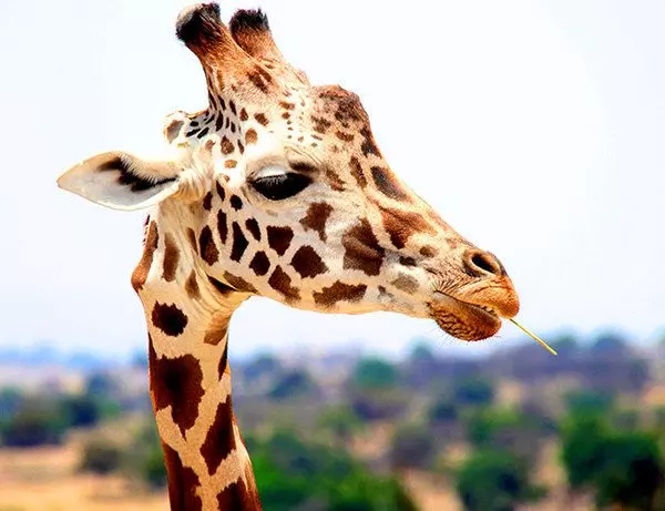 Vacker giraff väldigt nära