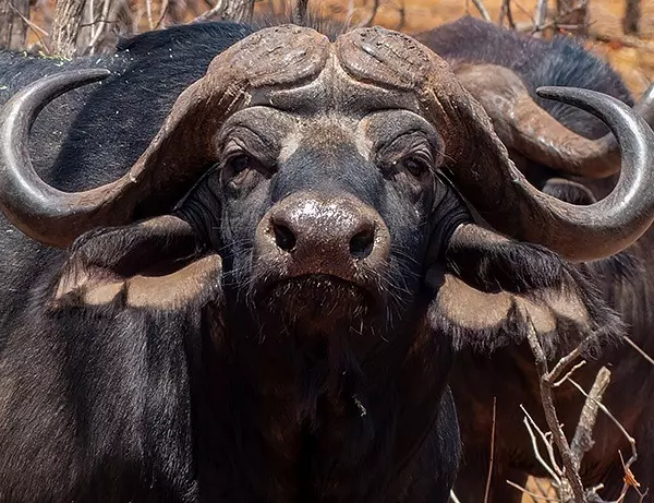 En nyfiken buffel med stora horn