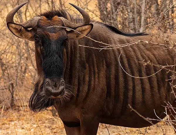 En buffel gömmer sig i Kruger National Park buske