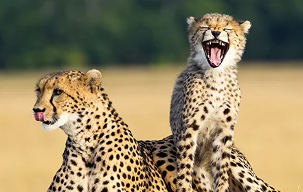 Bild för resepaket, cheetah