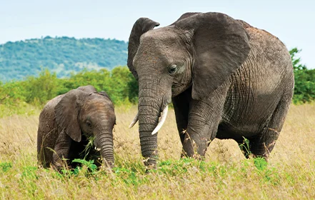 Bild för resepaket, elefant