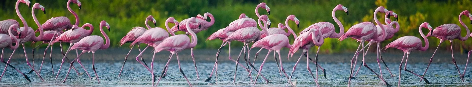 Massor av flamingor sett nära