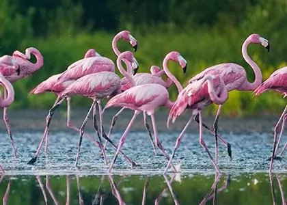 Massor av flamingor sett nära