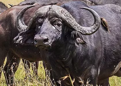 bufflar som äter gräs