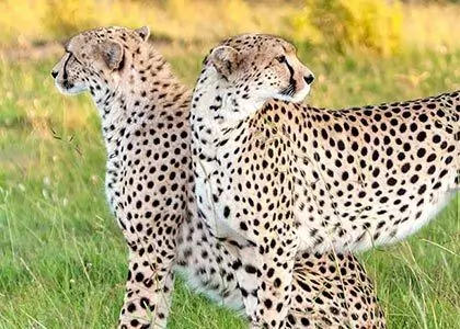 cheetah letar efter utbyte