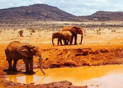 Elefanter vid vattenhålet