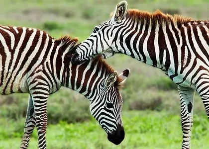 Fantastiska bilder från safari, zebraer grooming varandra