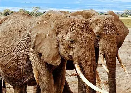 Elephant familj mycket nära