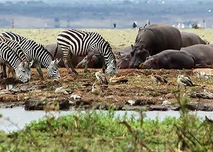 Många olika djur som slappar av vid vattenhålet