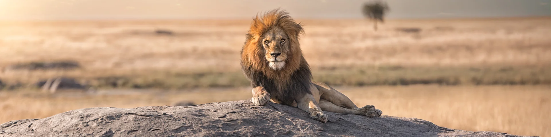 Grupp av zebror på vägkanten