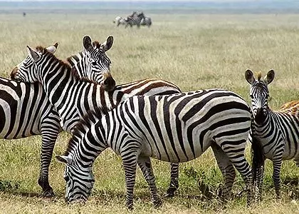 Grupp av zebror på vägkanten